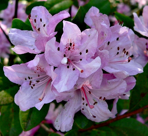 {Rhododendron chapmanii}